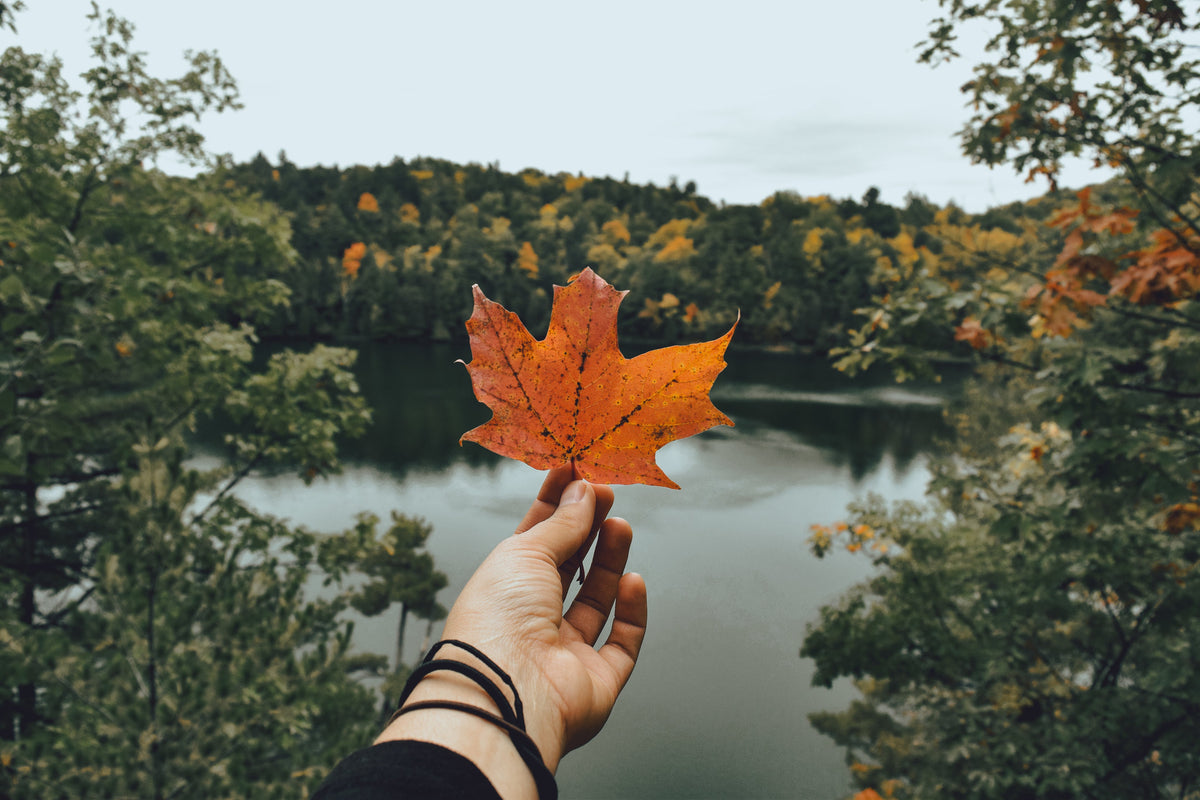 Autumn Sale
